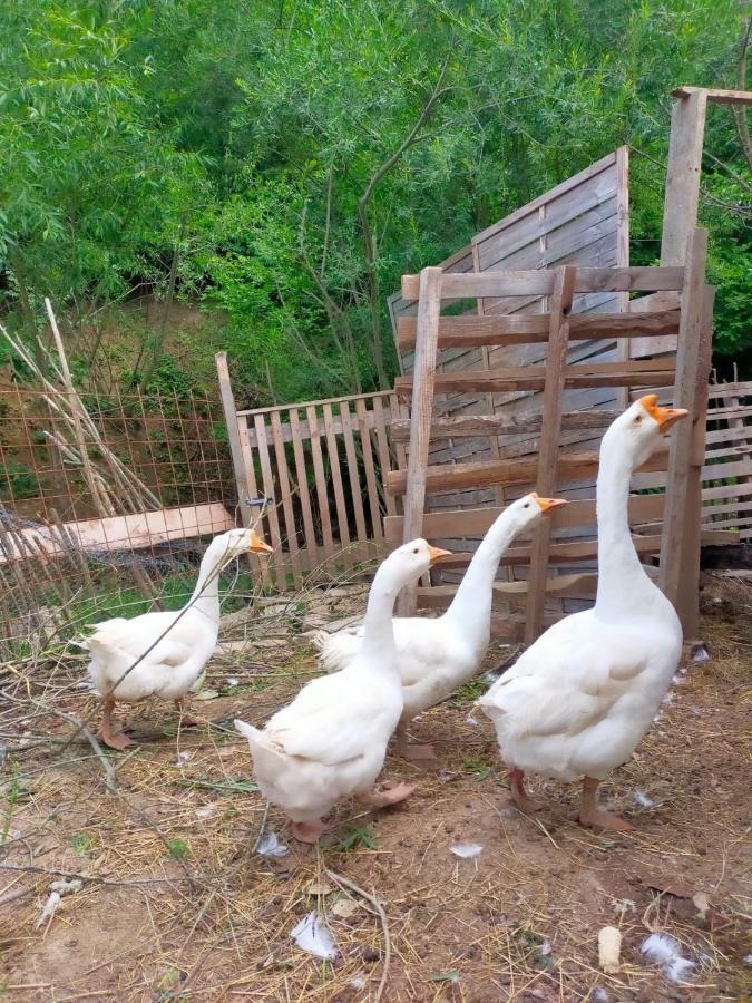 Pensiune Agroturism Casa Bori Gura Humorului Exterior foto