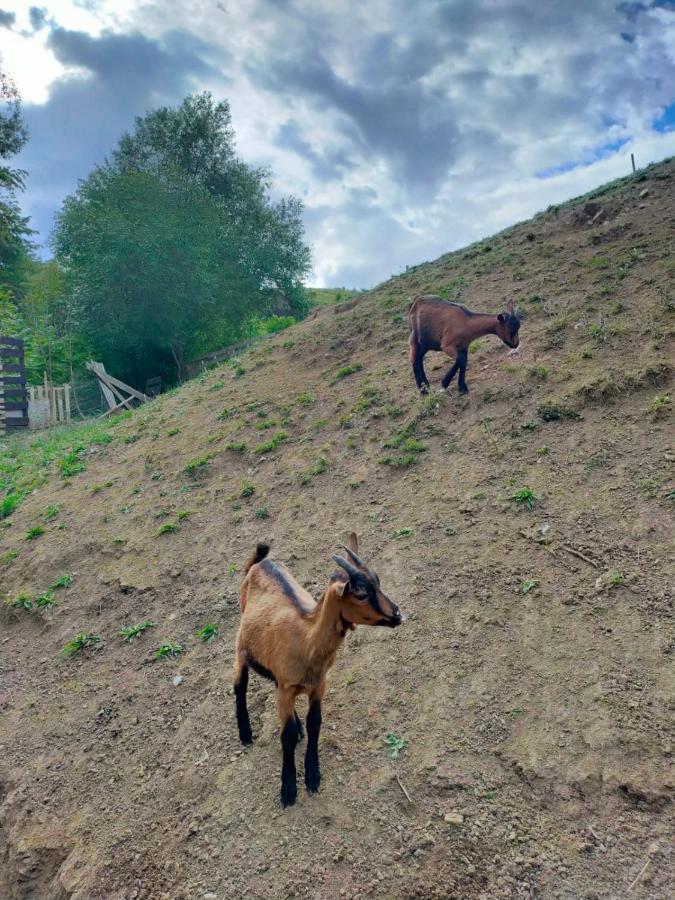 Pensiune Agroturism Casa Bori Gura Humorului Exterior foto